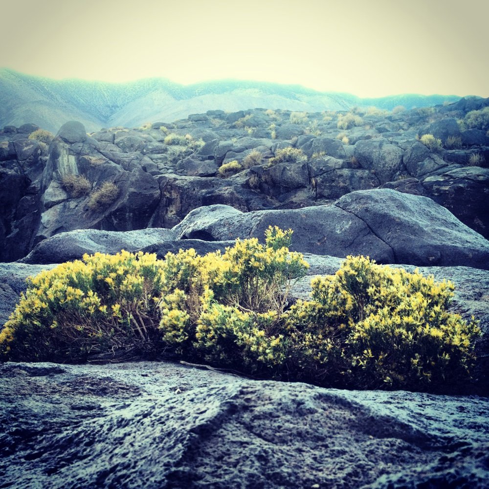 Fossil Falls - Cliff edged yellow shrubs - Hiking Near Me - Little Lake, California Fossil Falls - Cliff edged yellow shrubs - Hiking Near Me - Little Lake, California