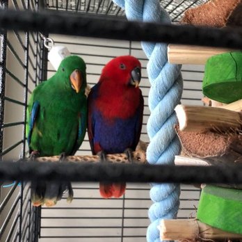 Solely Solomon Aviaries - Pet Breeders Near Me - Beaumont, Texas Solely Solomon Aviaries - Pet Breeders Near Me - Beaumont, Texas