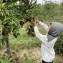 Bauman Orchards