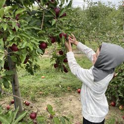 Bauman Orchards - Apple picking