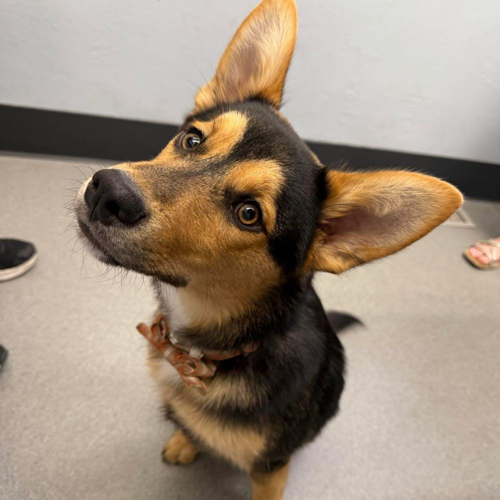 Solano Spca Vacaville, CA - Last Updated January 2026 - Yelp