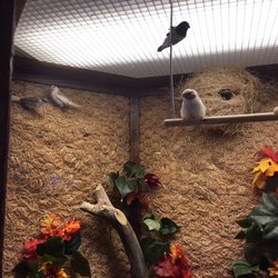 Maggie Valley Nursing And Rehabilitation - Sweet finches. Bright fish are in the same room.