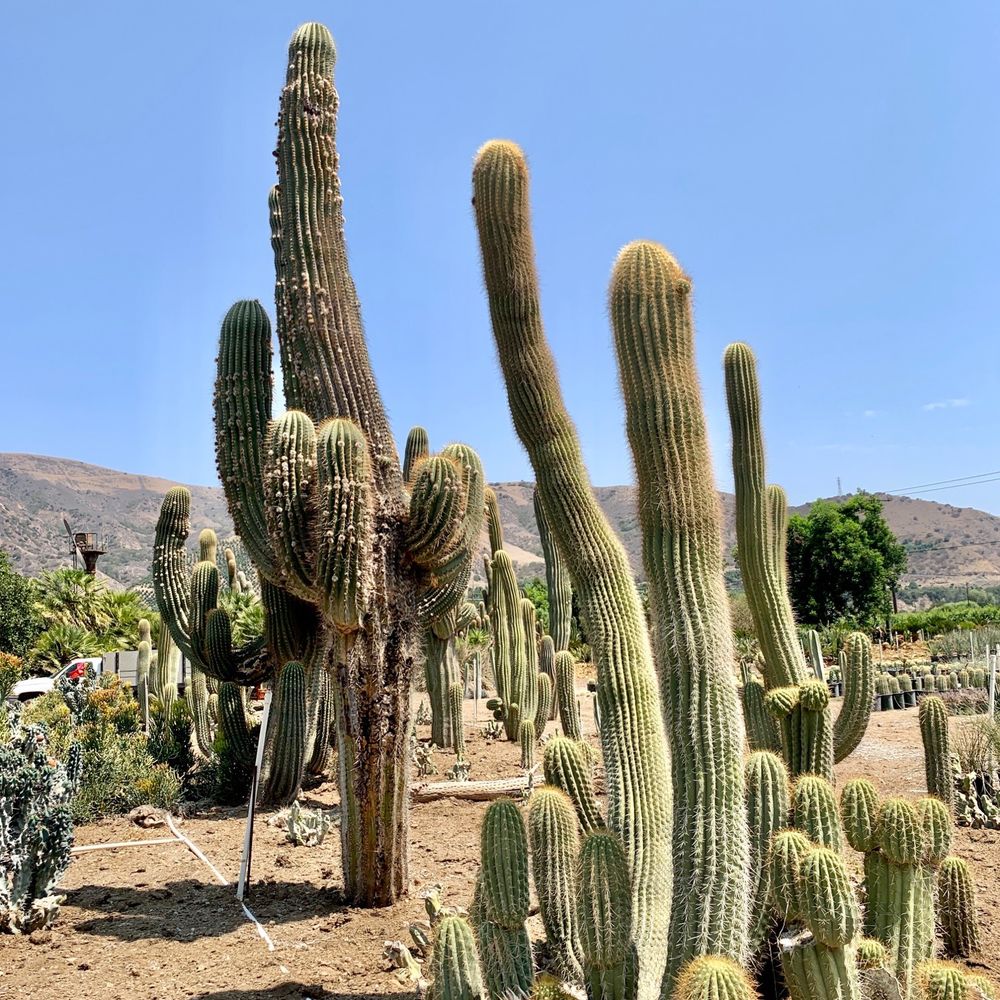 Sal's Cactus Mart Sal's Cactus Mart