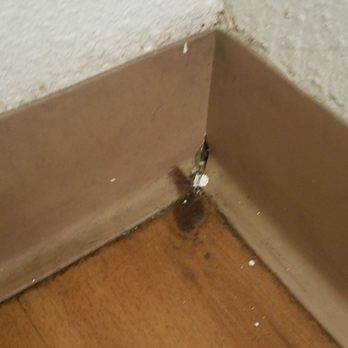 Motel 6 - El Monte - Mold growing - Hotels Near Me - El Monte, California