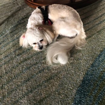 Nancys Pet Boutique - Pet Groomers Near Me - Bradenton, Florida