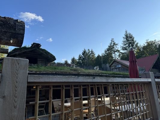 Old Country Market - Goats on Roof by null