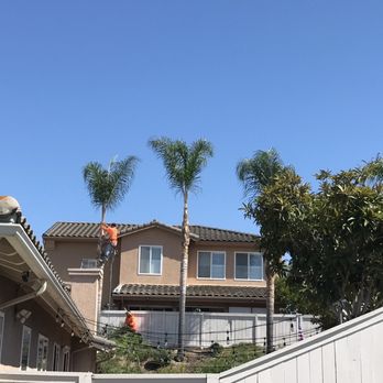 Higuera Tree Care - Crew working on the Queen Palms on the hill. - Tree Services Near Me - Chula Vista, California Higuera Tree Care - Crew working on the Queen Palms on the hill. - Tree Services Near Me - Chula Vista, California
