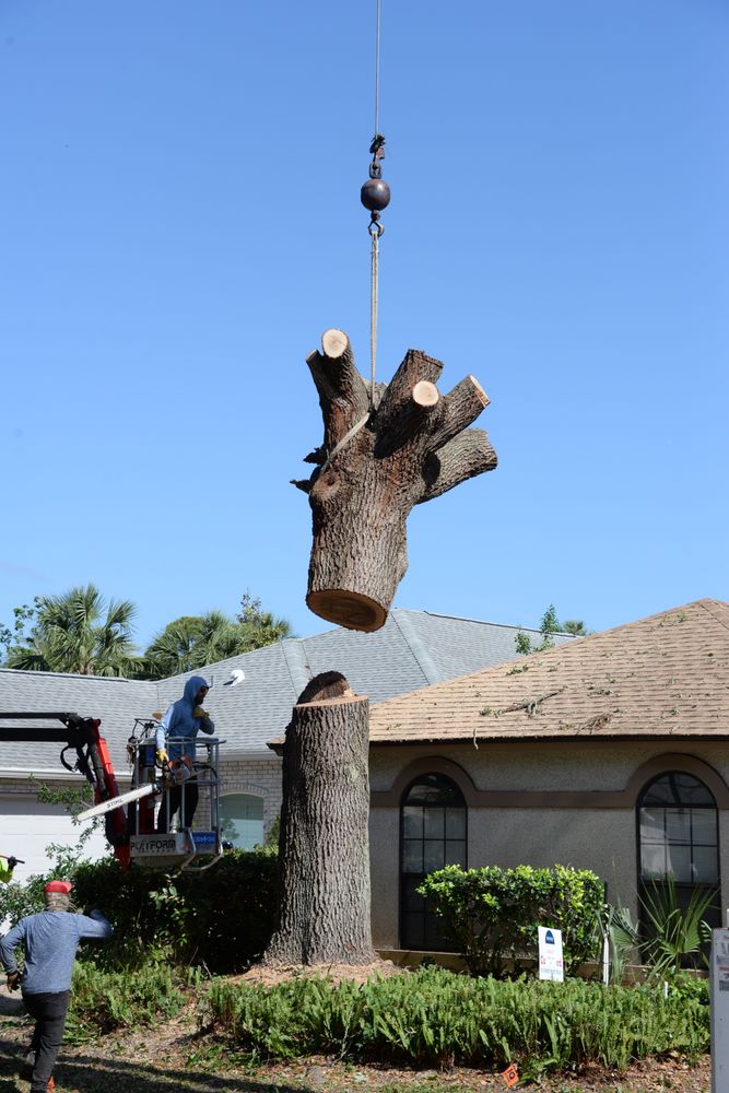 Lucas Tree Service - tree service in Atlantic Beach, FL