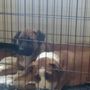 Photo of Central Nebraska Humane Society
