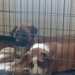 Central Nebraska Humane Society