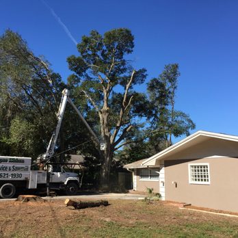 Dewayne Watson Tree Service & Sawmill - Rope lines were used to lower huge pieces of the tree down. - Tree Services Near Me - Homosassa, Florida Dewayne Watson Tree Service & Sawmill - Rope lines were used to lower huge pieces of the tree down. - Tree Services Near Me - Homosassa, Florida