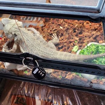 Jules Pet Shop - Pet Stores Near Me - Chicago, Illinois