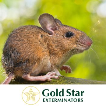 Gold Star Exterminators - Pest Control Near Me - Del Rio, Texas Gold Star Exterminators - Pest Control Near Me - Del Rio, Texas