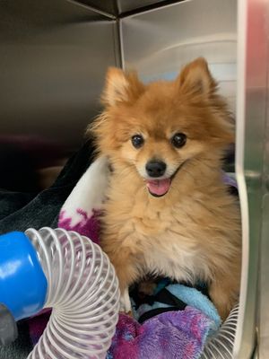 vca animal hospital federal way