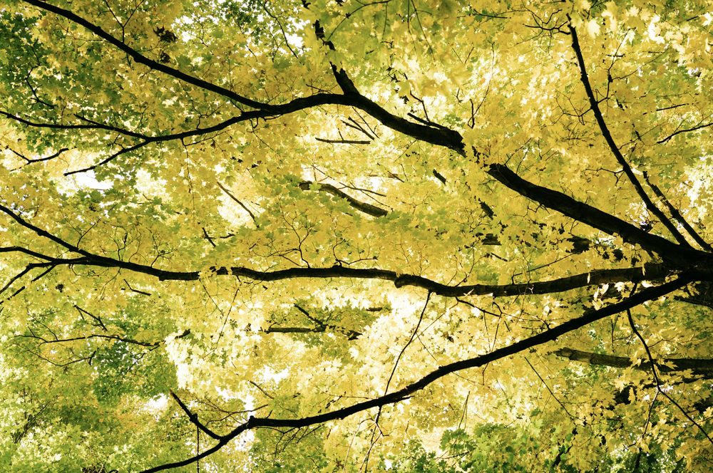 Paul's Tree Service - tree service in Baton Rouge, LA