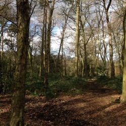Warley Woods