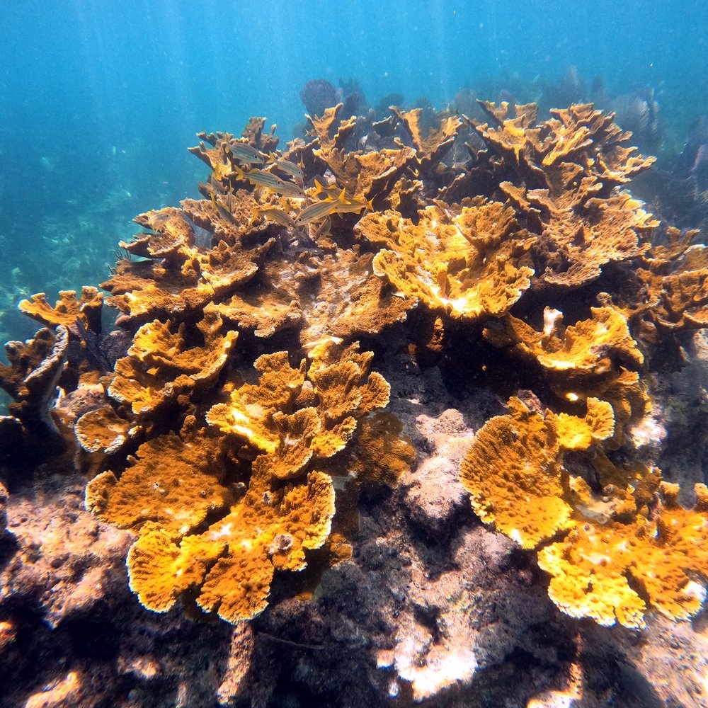 Rainbow Reef Dive Center - Scuba Diving Near Me - Key Largo, Florida