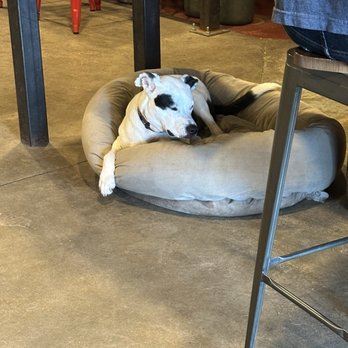 Syndicate Brewing Company - Brewery dog! - Beer Bar Near Me - Silverthorne, Colorado