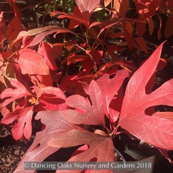 Dancing Oaks Nursery and Gardens - Sassafras albidum - Nurseries & Gardening Near Me - Monmouth, Oregon Dancing Oaks Nursery and Gardens - Sassafras albidum - Nurseries & Gardening Near Me - Monmouth, Oregon