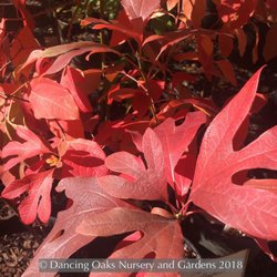 Dancing Oaks Nursery and Gardens - Sassafras albidum