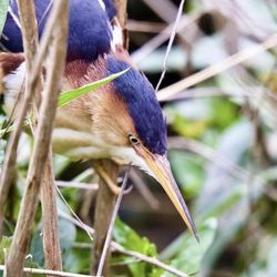 Lake Redman Boardwalk - Least Bittern spotted a few years back