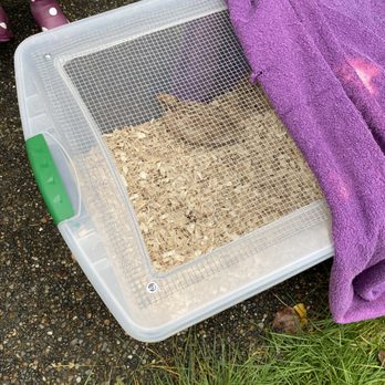 Curious Critters by Casai - Quails! - Petting Zoos Near Me