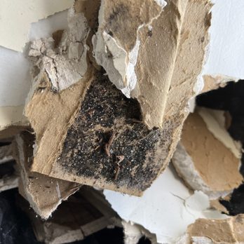 Calstar Restorations - Microbial growth on drywall - Damage Restoration Near Me - Los Angeles, California