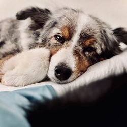 Happy Paws Grooming Salon - Blue very relaxed and cozy