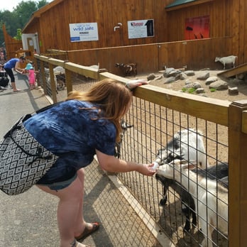 The Wild Animal Park - My wife feeding the Wild Animal Parks goats - Zoos Near Me - Chittenango, New York The Wild Animal Park - My wife feeding the Wild Animal Parks goats - Zoos Near Me - Chittenango, New York