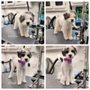 Photo of Z Beauty Mobile Pet Spa