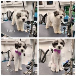 Z Beauty Mobile Pet Spa - Leo