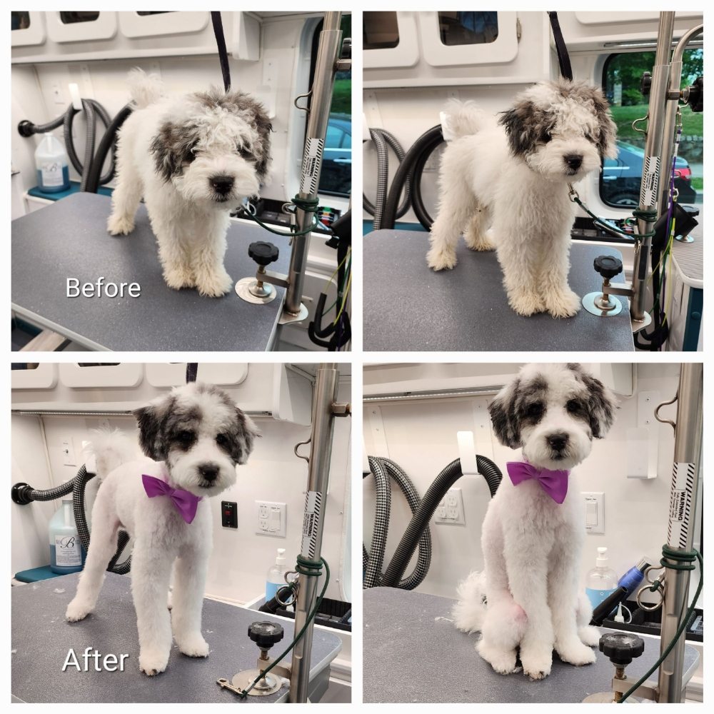 Z BEAUTY MOBILE PET SPA Updated October 2024 22 Photos Alexandria