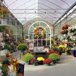 Whitaker Farms - So many mums!