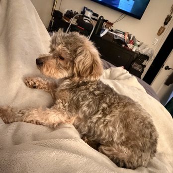 PetSmart Doggie Day Camp - botched hair cut from Ruby. completely not what i asked for. - Pet Stores Near Me - Concord, California PetSmart Doggie Day Camp - botched hair cut from Ruby. completely not what i asked for. - Pet Stores Near Me - Concord, California