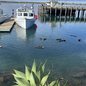 Cerro Alto Campground - Morro Bay otters near South Pier T - Campgrounds Near Me - Morro Bay, California Cerro Alto Campground - Morro Bay otters near South Pier T - Campgrounds Near Me - Morro Bay, California