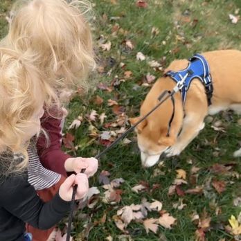 NoTrace - Ms. Nova & Twins - Pet Waste Removal Near Me
