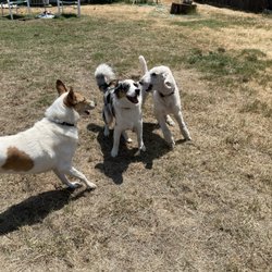 Tuffy Love Pet Care Services - Our pup with his two new friends at Bess's backyard