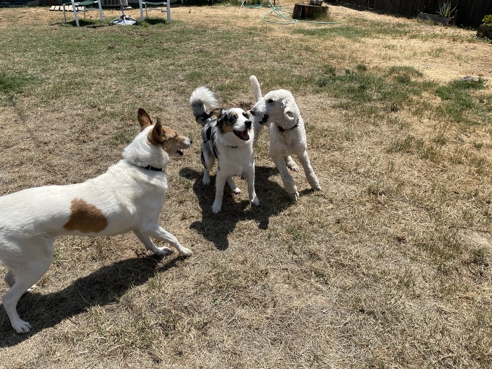 Tuffy Love Pet Care Services - pet boarding facility in Sacramento, CA