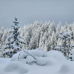 Leavenworth Snowmobile Tours
