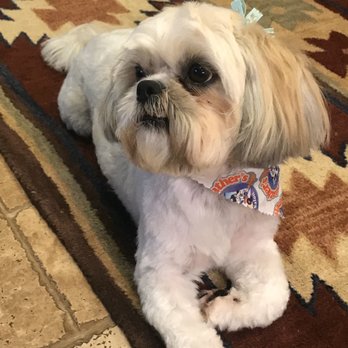 Heather's Mobile Pet Salon - Pet Groomers Near Me - Tomball, Texas
