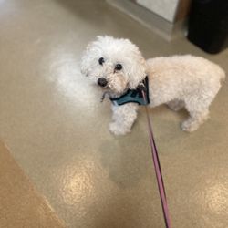 Los Coyotes Pet Hospital - Khloe