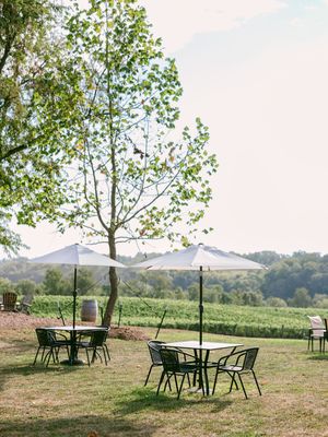Slater Run Vineyards by null