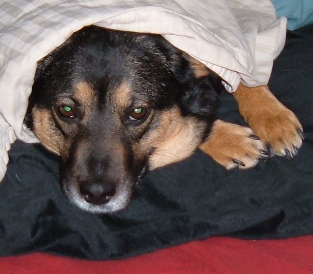 ARIZONA DOG SITTING Phoenix, Arizona Pet Sitting Phone Number Yelp