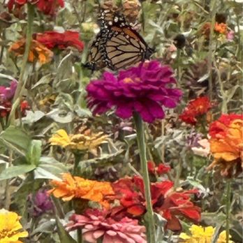 Wildseed Farms - How pretty is this?! - Nurseries & Gardening Near Me - Fredericksburg, Texas