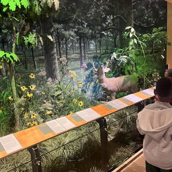 Peggy Notebaert Nature Museum - Deer exhibit - Museums Near Me - Chicago, Illinois Peggy Notebaert Nature Museum - Deer exhibit - Museums Near Me - Chicago, Illinois