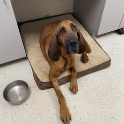Buckner Animal Clinic - Hank