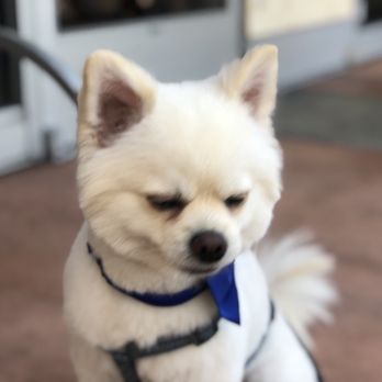 Dazzling Pup - Pet Groomers Near Me - San Gabriel, California