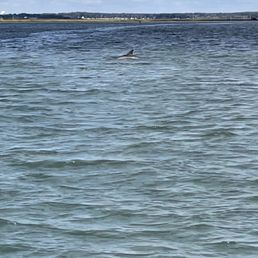 Dolphin sighting Dolphin sighting