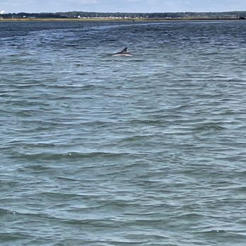 Up the Bay Pony Tours - Dolphin sighting - Boat Tours Near Me - Chincoteague, Virginia Up the Bay Pony Tours - Dolphin sighting - Boat Tours Near Me - Chincoteague, Virginia