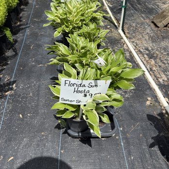 Murray's Flowers & Fun Finds - Nurseries & Gardening Near Me - Dunnellon, Florida Murray's Flowers & Fun Finds - Nurseries & Gardening Near Me - Dunnellon, Florida